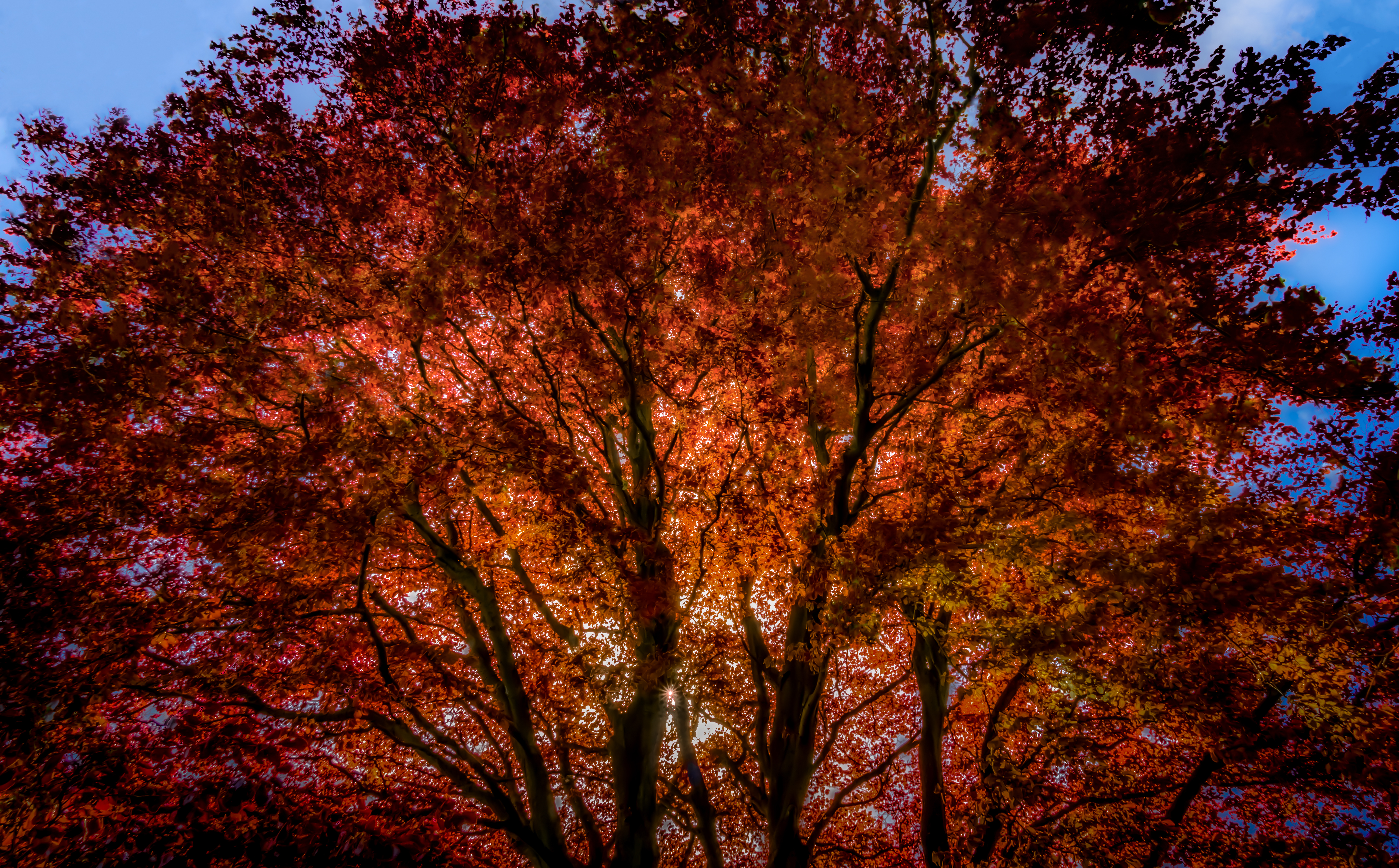 Beech Tree, Brighton Cemetery